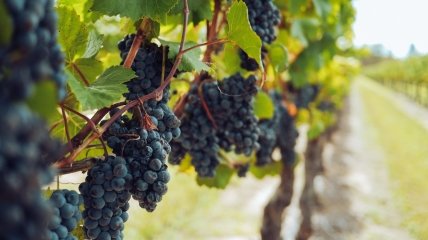 Как правильно обрезать запущенный виноград осенью: на лозах снова появятся грозди ягод