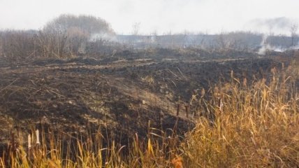 В Киевской области уменьшилась площадь торфяных пожаров