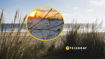 В Одесской области цветет редкое растение