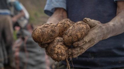 Які рослини найкраще вирощувати поряд з картоплею?