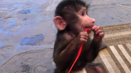 "Что значит дети" - в бердянском зоопарке обезьяна играет со львом (видео)