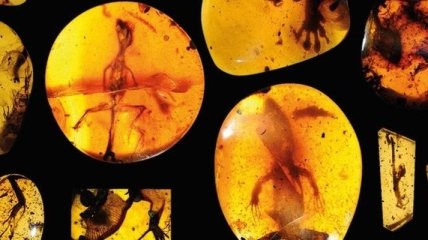 В янтаре обнаружены древнейшие хамелеоны