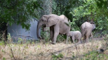 Вспышка сибирской язвы: в Зимбабве нашли 11 мертвых слонов