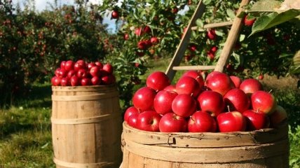 В Італії планують легалізувати пів мільйона трудових мігрантів