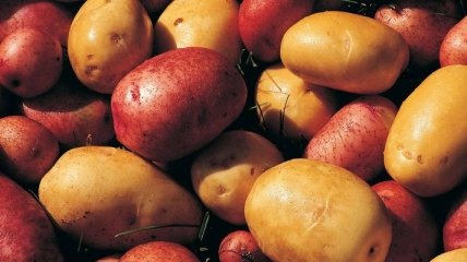 Азаров заявил, что в Украине море картофеля