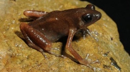 В пещерах Таиланда была найдена неизвестная лягушка 