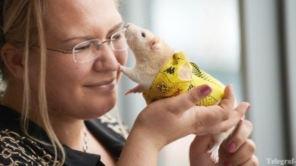 Ученые советуют на 8 марта дарить трансгенных мышей