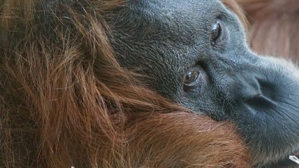 Ученые выяснили, что орангутаны умнее восьмилетних детей