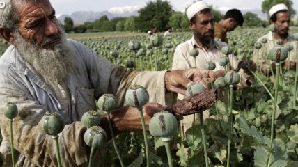 Маковый Афганистан (Фото)