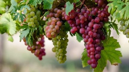 Неожиданные лечебные свойства винограда