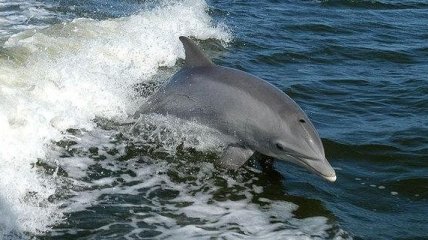 С начала года на грузинский берег Черного моря выбросило 50 мертвых дельфинов