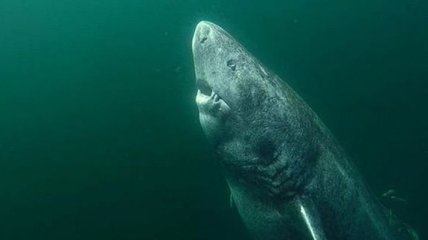 Гренландская акула оказалась старейшим позвоночным на Земле