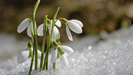 Погода 1 марта: первый день весны будет снежным и холодным 