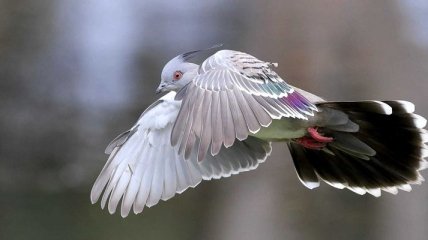 Биологи узнали, для чего голуби используют шум крыльев