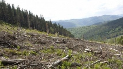 На территории Закарпатской области до сих пор не учтены 21 тыс. га леса