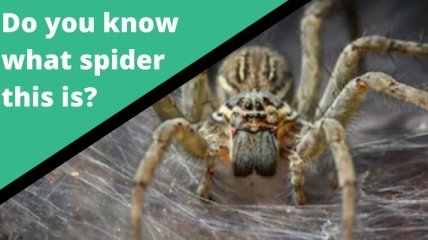 Новий австралійський додаток визначає вид павуків і змій за фото