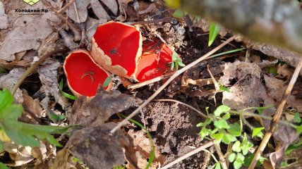 Саркосцифа может появляться рядом с первыми цветами и травой