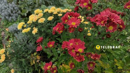 Хризантемы цветут в ноябре