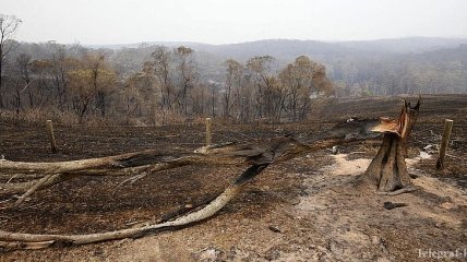 Австралия сильно пострадала от лесных пожаров (Фото)