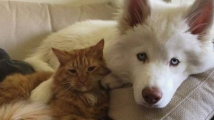 Замечательные примеры дружбы между животными (Фото)