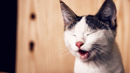 Недовольные, худеющие и другие пушистые морды: веселые картинки и мемы с кошками за неделю (фото, видео)