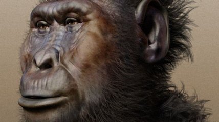 Почему у наших предков-мужчин сформировались крепкие лица?