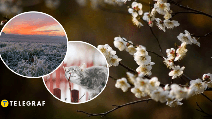 Весной заморозки и кот