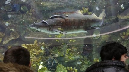 Умерла акула из киевского ТРЦ