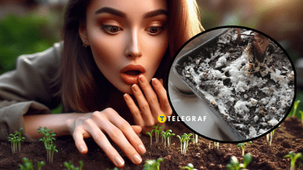 Чому на землі з’являється пліснява, і що з нею робити