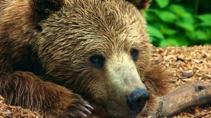 Мужчину будут судить за жестокое обращение с медведями  