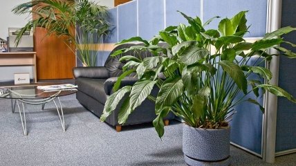 Растения повысят работоспособность ваших сотрудников