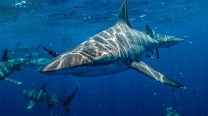 Повышенная кислотность Мирового океана разрушает чешую акул (Фото)
