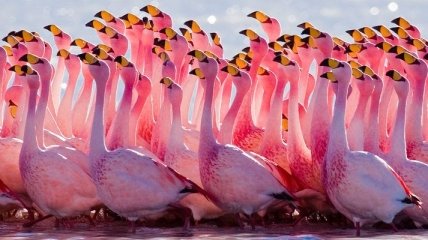 Розовые фламинго впервые прилетели в Украину