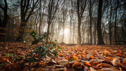 Какой сегодня праздник - День святых Прова, Тараха и Андроника