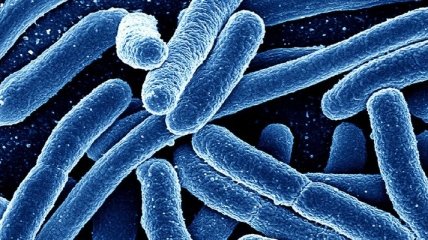 Австралийские ученые записали звук умирающей бактерии