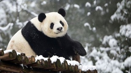 Умерла старейшая в мире гигантская панда 