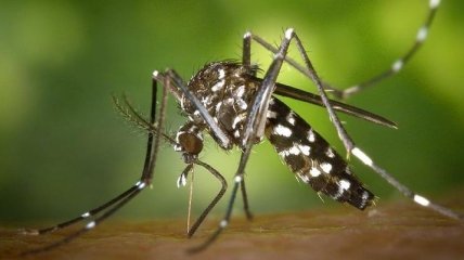 В Финляндии из-за жары исчезли все комары