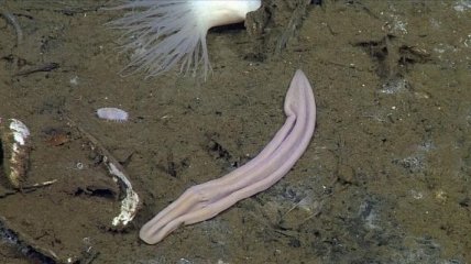 Новый вид морского червя поможет биологам разгадать тайны эволюции