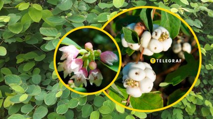 Снежноягодник белый - распространенное в Украине растение