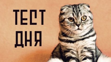 Послание от Вашего подсознания: быстрый тест с котиками