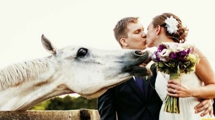 Курьезные свадебные снимки, которые испортили наглые животные