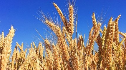 Количество производства зерновых в Украине за 2019 год: неутешительный прогноз