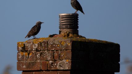 Как почистить дымоход так, чтобы не лезть на крышу