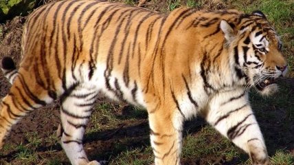 В китайском парке сибирский тигр напал на двух женщин, одна из них погибла