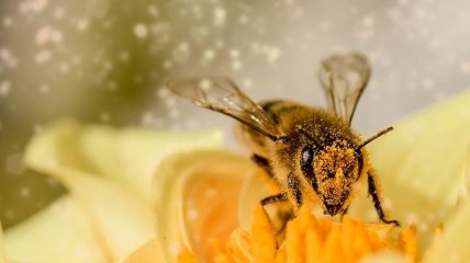 Укус пчелы: что делать если Вас укусило это насекомое