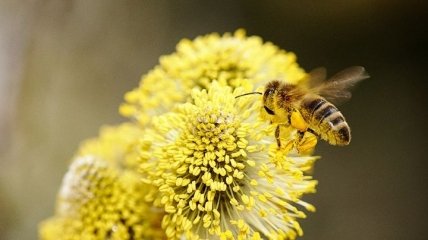 Друг друга не поймут: пчелы разговаривают на разных языках
