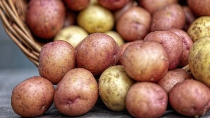 Дефицит хранилищ: картофельной отрасли в Украине грозит упадок