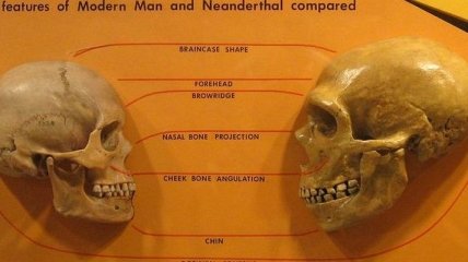 Почему у неандертальцев мозг был больше? - Телеграф