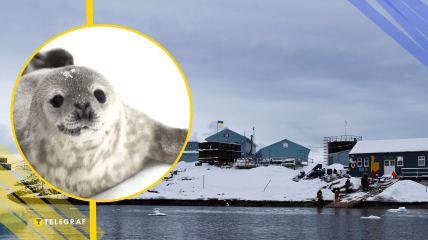 Тюлені на станції "Вернадський", ілюстративне фото