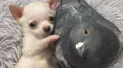 Ліпші друзі: голуб та цуценя мають незвичну дружбу (Фото)